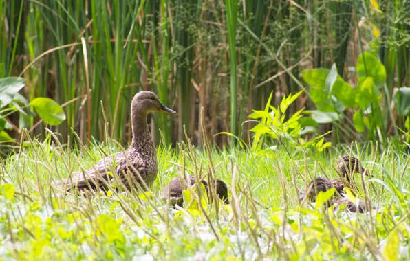 Picture animals, grass, Russia, ducklings, duck, Samara, Stan, Voronezh Lakes Park