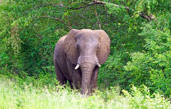 Picture greens, grass, trees, nature, foliage, elephant