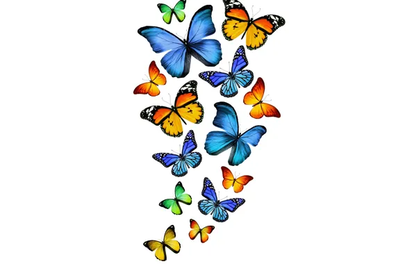 Butterfly, green, yellow, green, blue, yellow, blue, butterflies