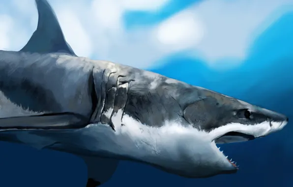 Shark, art, mouth, profile, under water, hunger