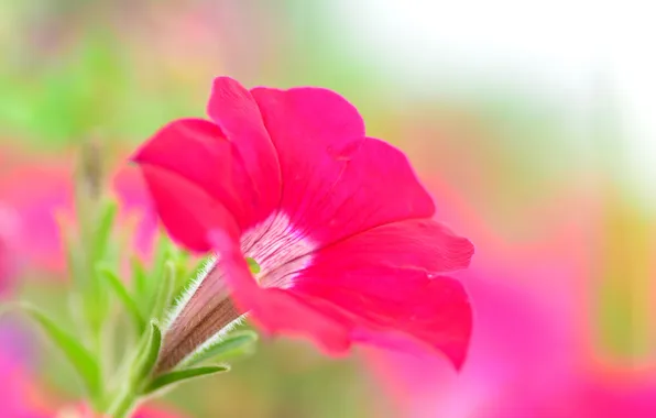 Picture flower, paint, Petunia