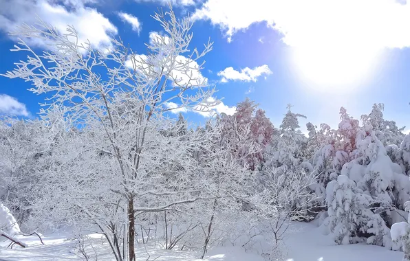 Winter, the sky, the sun, clouds, snow, trees