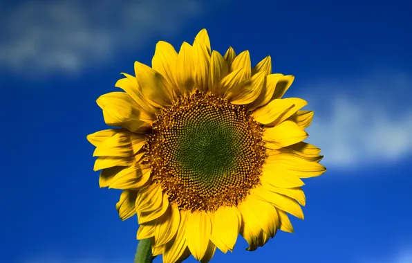 Picture the sky, clouds, Wallpaper, sunflower