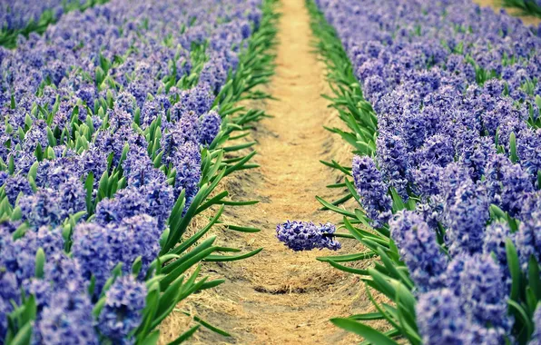Garden, the beds, path, hyacinths