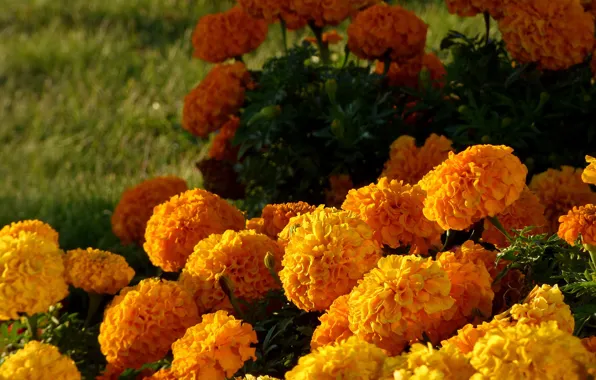 Light, flowers, bright, shadow, yellow, garden, orange, flowerbed