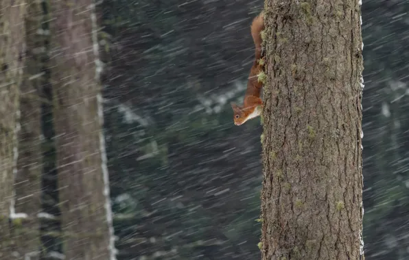 Winter, forest, look, snow, nature, pose, tree, protein