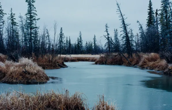 Picture trees, swamp, freezing