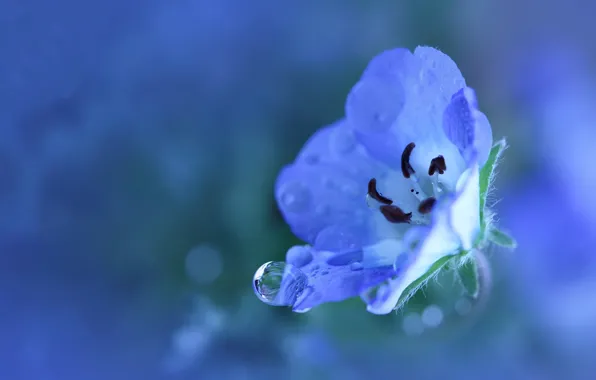 Flower, water, drops, macro, freshness, blue, nature, Rosa