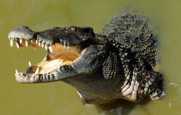 Nature, background, crocodile