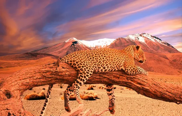 Picture Leopard, Tree, Mountains, Branch, Predator, Wild cat, Big cat, Photomantage