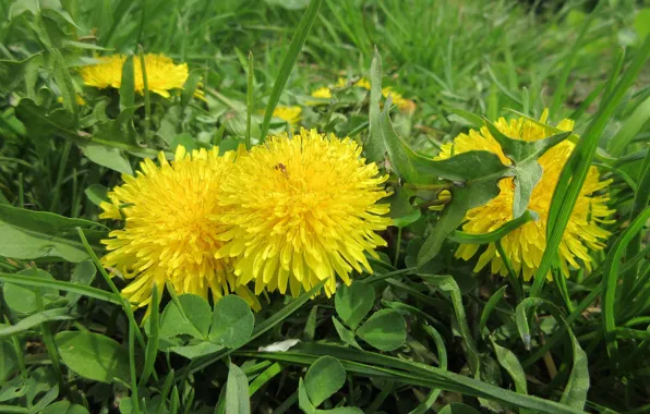 Meadow, dandelions, April, spring 2018, Mamala ©