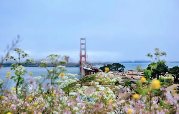 Summer, bridge, Wallpaper, wallpaper, california, USA, picture, Bridge