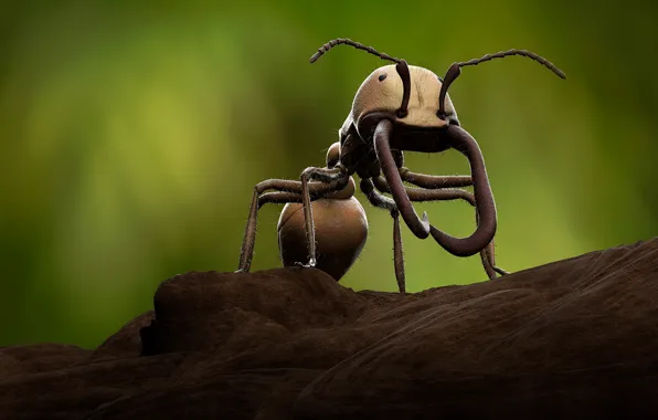 Macro, rendering, ant, fangs, insect, green background, digital art, comp-art