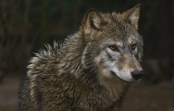 Nature, predator, animal, wolf, wildlife, portrait, portrait., Canis lupus. face