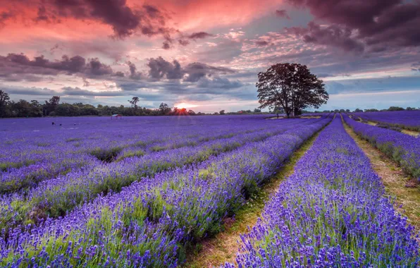 Field, summer, the sky, the sun, clouds, rays, landscape, sunset