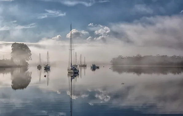 Picture fog, river, Australia, Tasmania, River Mist