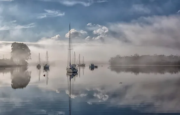 Fog, river, Australia, Tasmania, River Mist