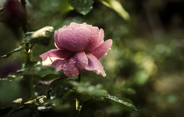 Drops, macro, roses