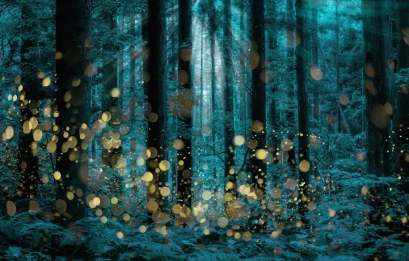 Picture trees, firefly, longexposure, Shining forest