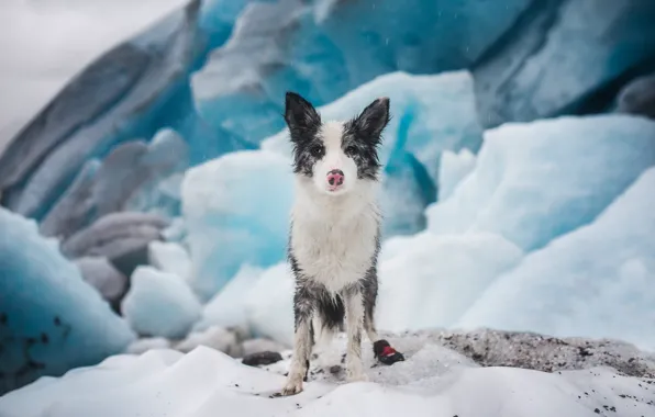 Picture ice, winter, snow, ice, dog, glacier, puppy, ice