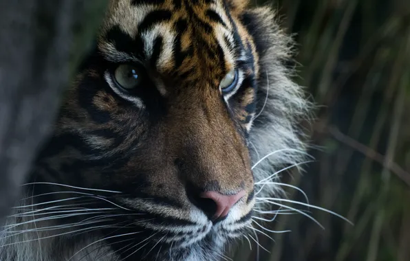 Picture eyes, look, face, predator, Sumatran tiger