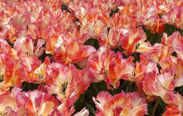 Flowers, spring, tulips, orange, flowerbed, a lot, striped, Terry