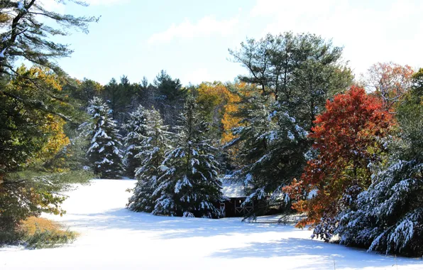 Winter, Trees, Snow, Winter, Snow, Colors, Trees