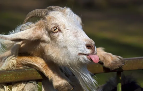 Nature, the fence, goat