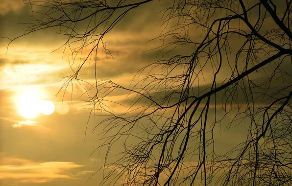 Picture the sky, the sun, clouds, sunset, tree, branch, silhouette