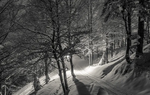 Picture winter, snow, night