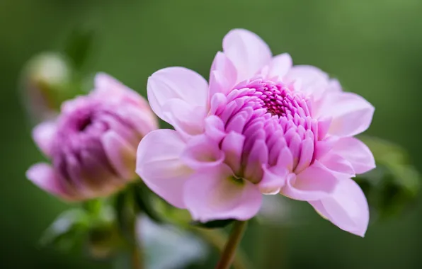 Leaves, close-up, pink, dahlias