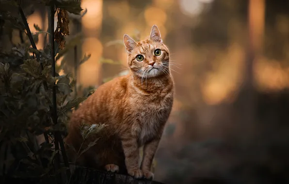 Cat, cat, look, pose, face
