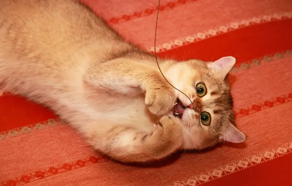 Cat, look, pose, kitty, the game, legs, mouth, lies