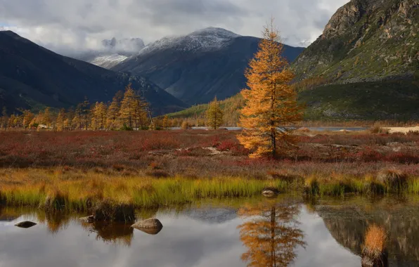 Autumn, forest, grass, mountains, reflection, shore, pond, larch