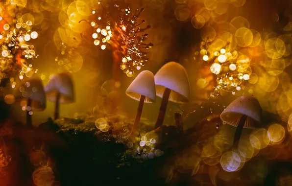 Picture macro, light, Rosa, glare, heat, the world, mushrooms, moss