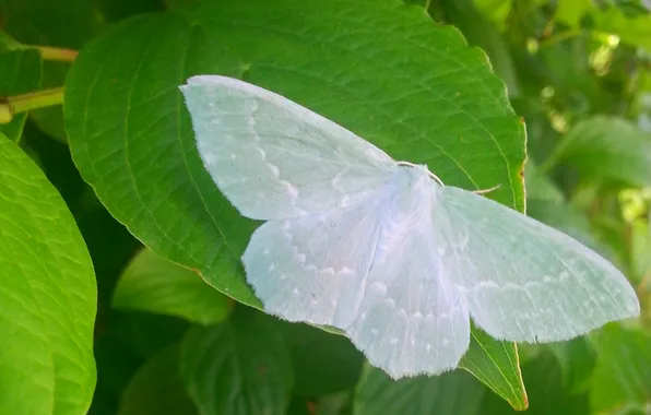 Wings, moth, closeup