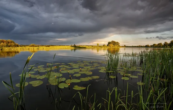 Clouds, beauty, horizon, space, reed, water lilies, Nikitin Alexey, Summer evening at Lake Shamshadin