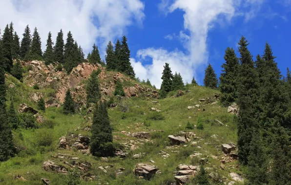 Picture forest, the sky, mountains, pagai