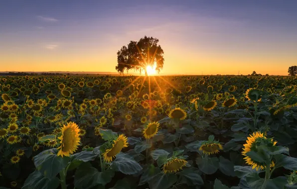 Picture summer, sunflowers, sunset