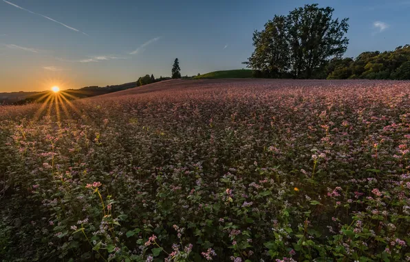 Field, the sky, the sun, rays, flowers, blue, tree, morning