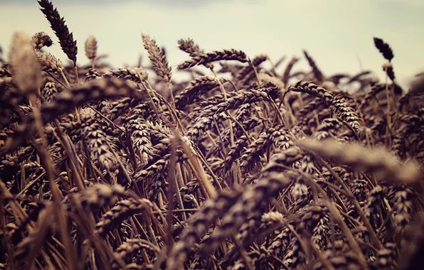 Wheat, field, the sky, nature, spikelets, ears, fields, sky macro