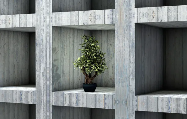 Bonsai, plant, interior, shelf, rack