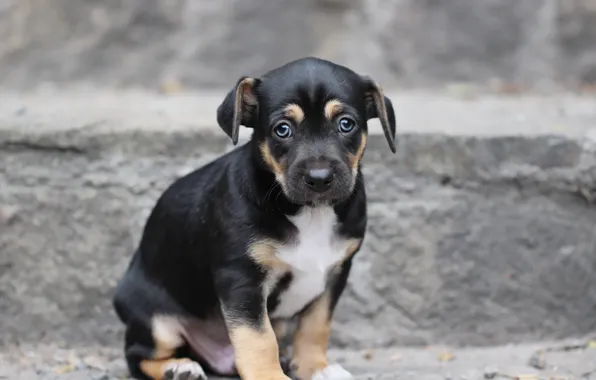 Look, background, each, puppy