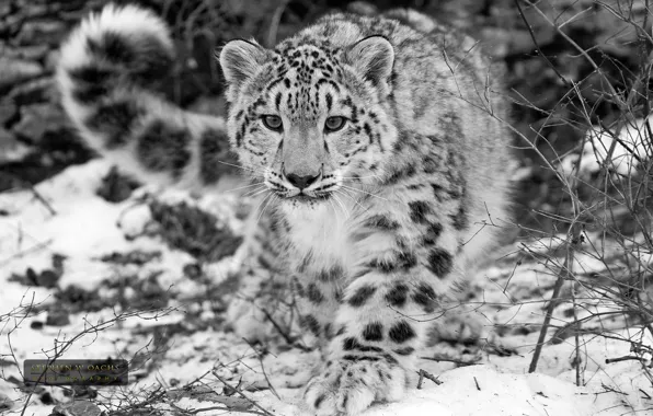 Snow, black and white, IRBIS, bars, stephen oachs