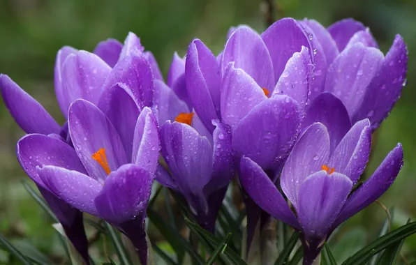 Drops, macro, flowers, Rosa, spring, crocuses, primroses, lilac