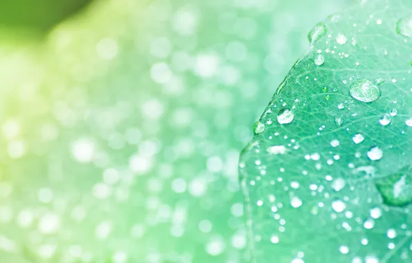 Leaves, drops, macro, light, Rosa