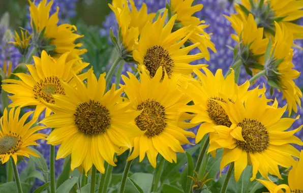 Field, macro, Sunflowers