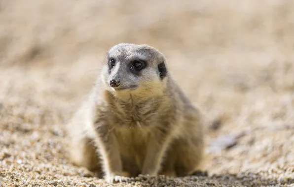 Sand, look, meerkat, ©Tambako The Jaguar