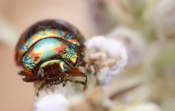 Picture beetle, insect, bokeh