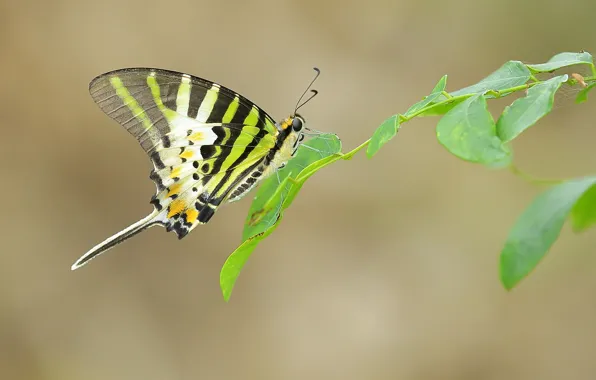 Leaves, branches, butterfly, wings, antennae, web, proboscis
